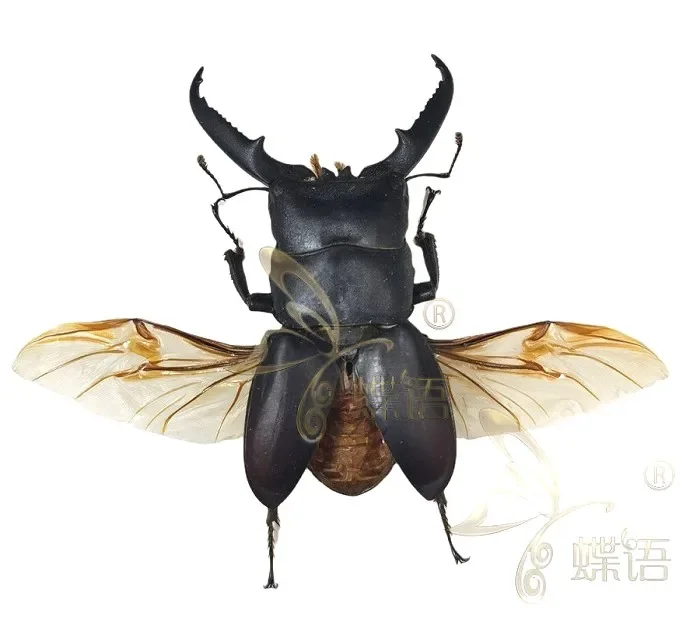 

Коллекция насекомых Didrepanephorus Yunnana Clermonti