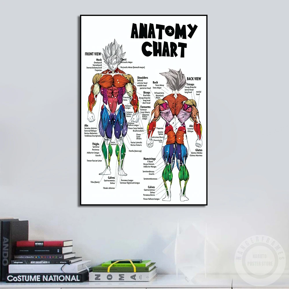 Анатомическая карта мышц Bandai из дракона аниме плакат с передним и задним обзором