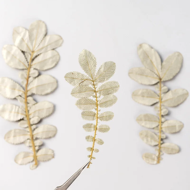 Женская потенция Гриффита II лист цветок гербарий ювелирные изделия открытка