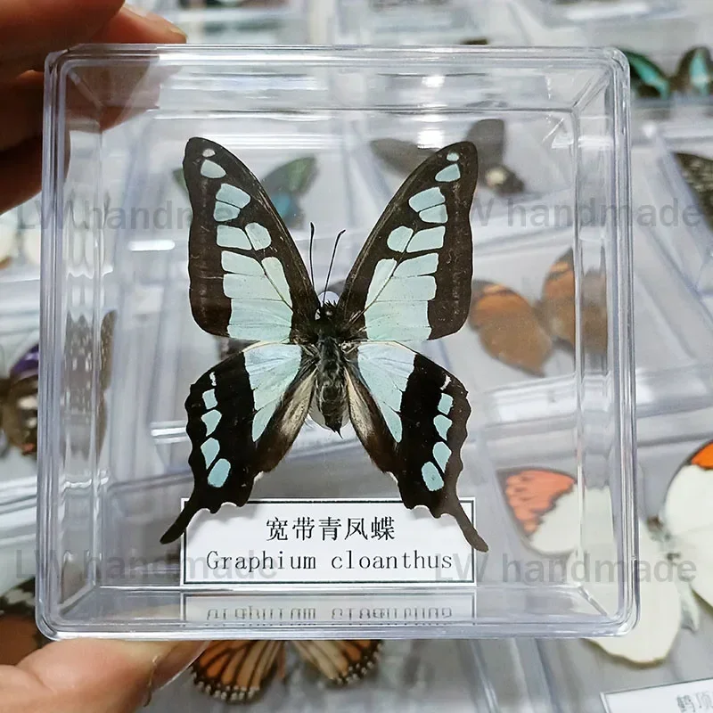 Настоящие образцы бабочек закрепленные в открытой акриловой прозрачной коробке