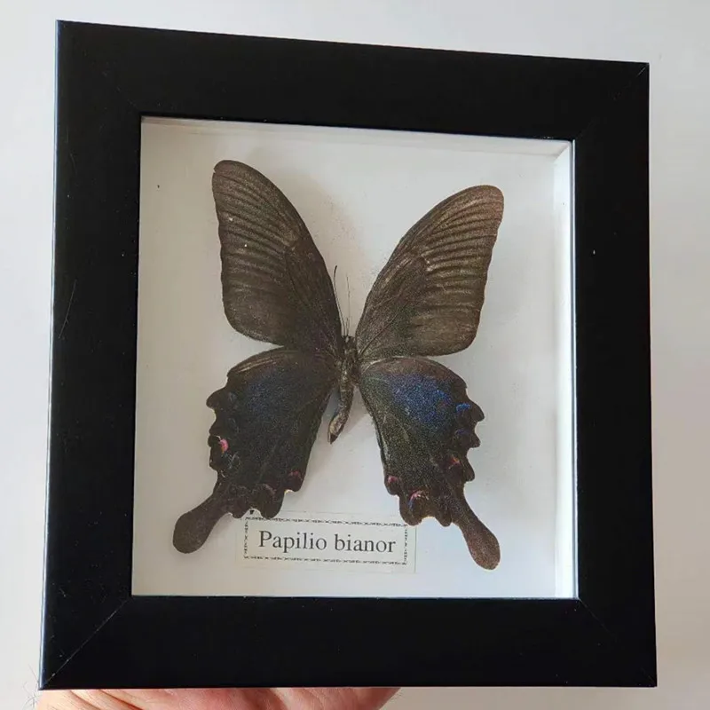 

Фоторамка с настоящей бабочкой