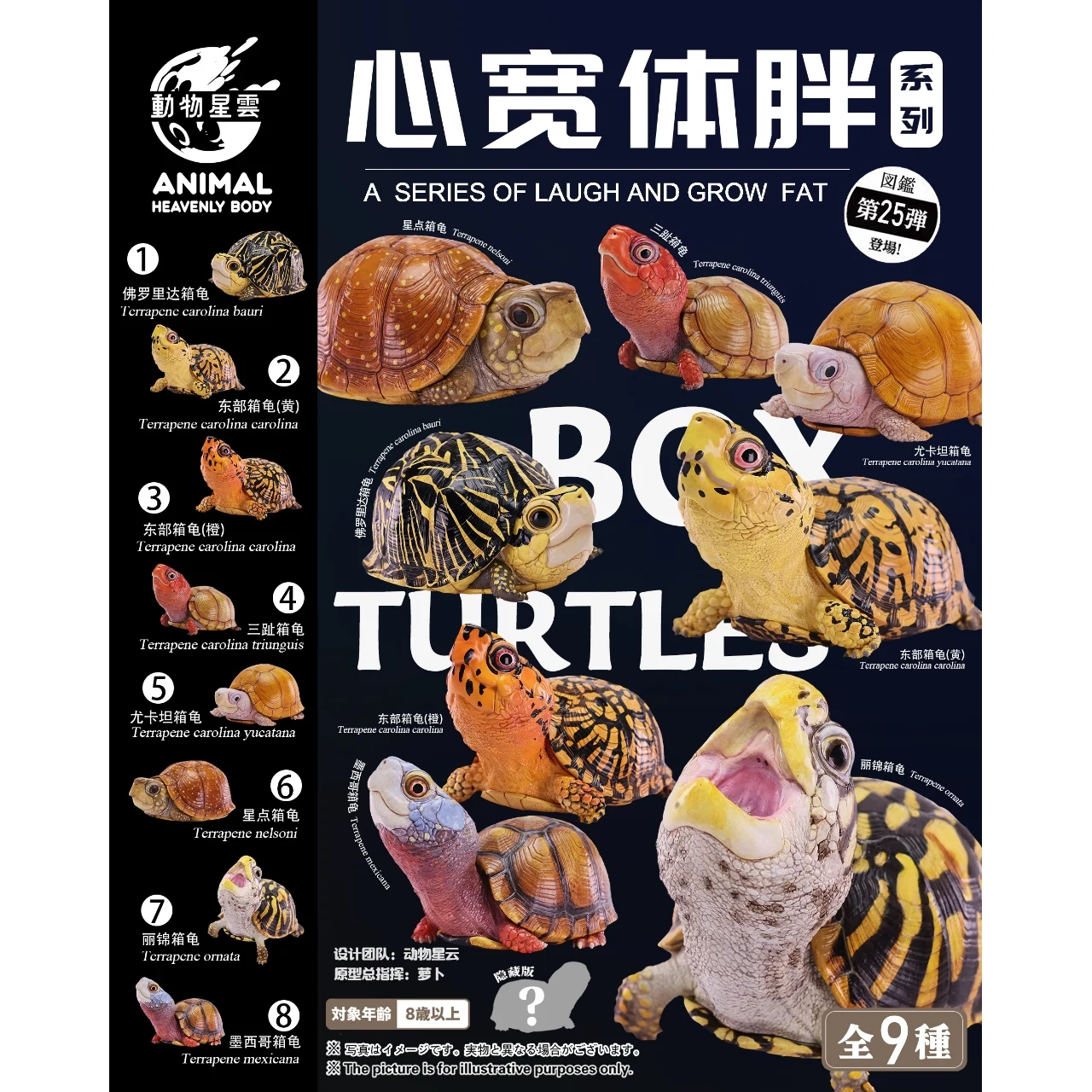 Модель игрушки-черепахи Animal Heavenly Body Terrapene Ornata Carolina Bauri Terrapene Carolina Mexicana Common Box Turtle, подарки (art.: 3920d8db20dcb) - 3920d8db20dcb