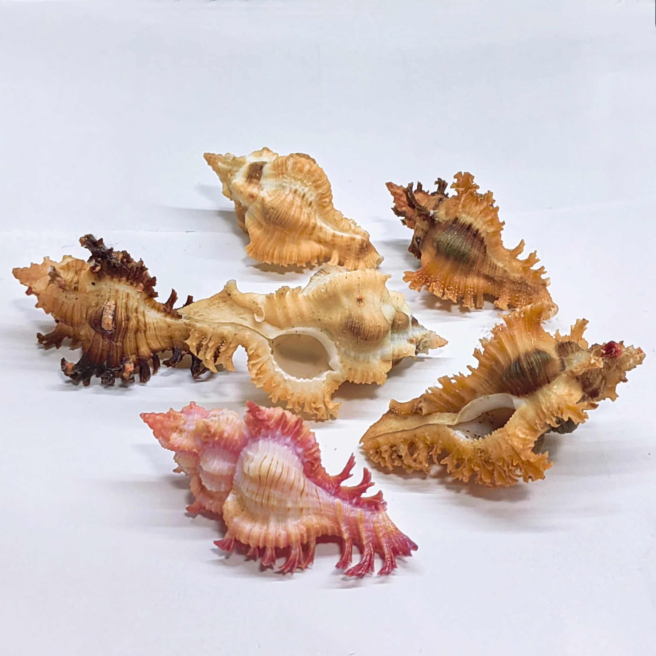 4 шт. натуральная ракушка красная роза тысяча рук Улитка Hermit Краб сменная