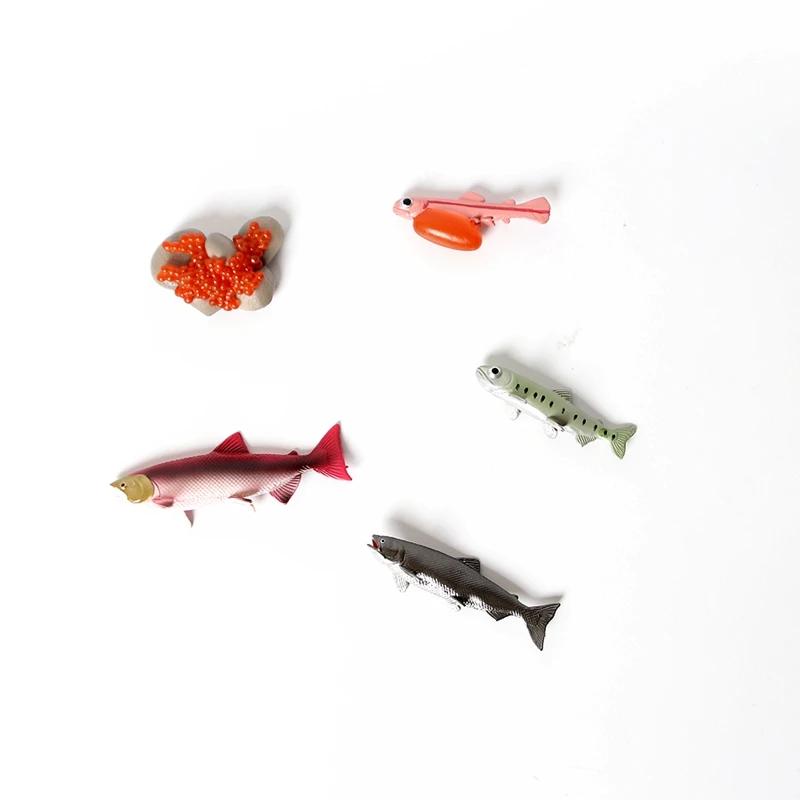 

Realistic Life Cycle Of A Salmon 5 Separate Pieces Growth Cycle Model Figurines Decor Collector Educational Toys