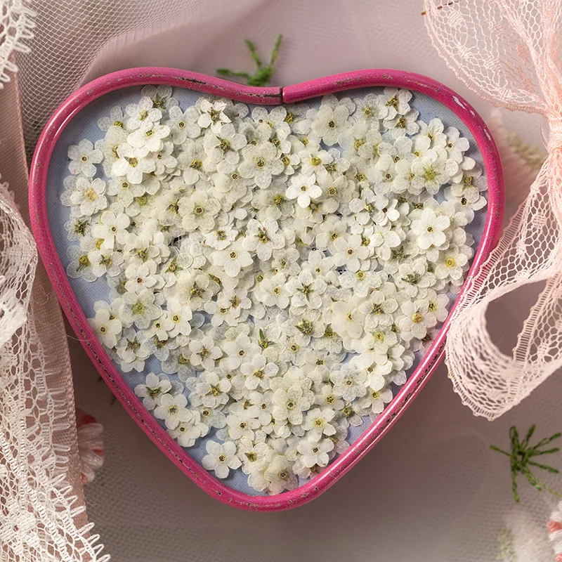 Высушенный цветок YUNZHI миосотиса силватика сделай сам капельный клей