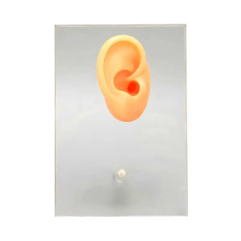 

Silicone Right Ear Model Silicone Ear Model Soft Tenacious for School