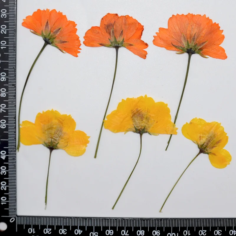 

Миниатюрная веточка космоса сульфируса, 6 шт.