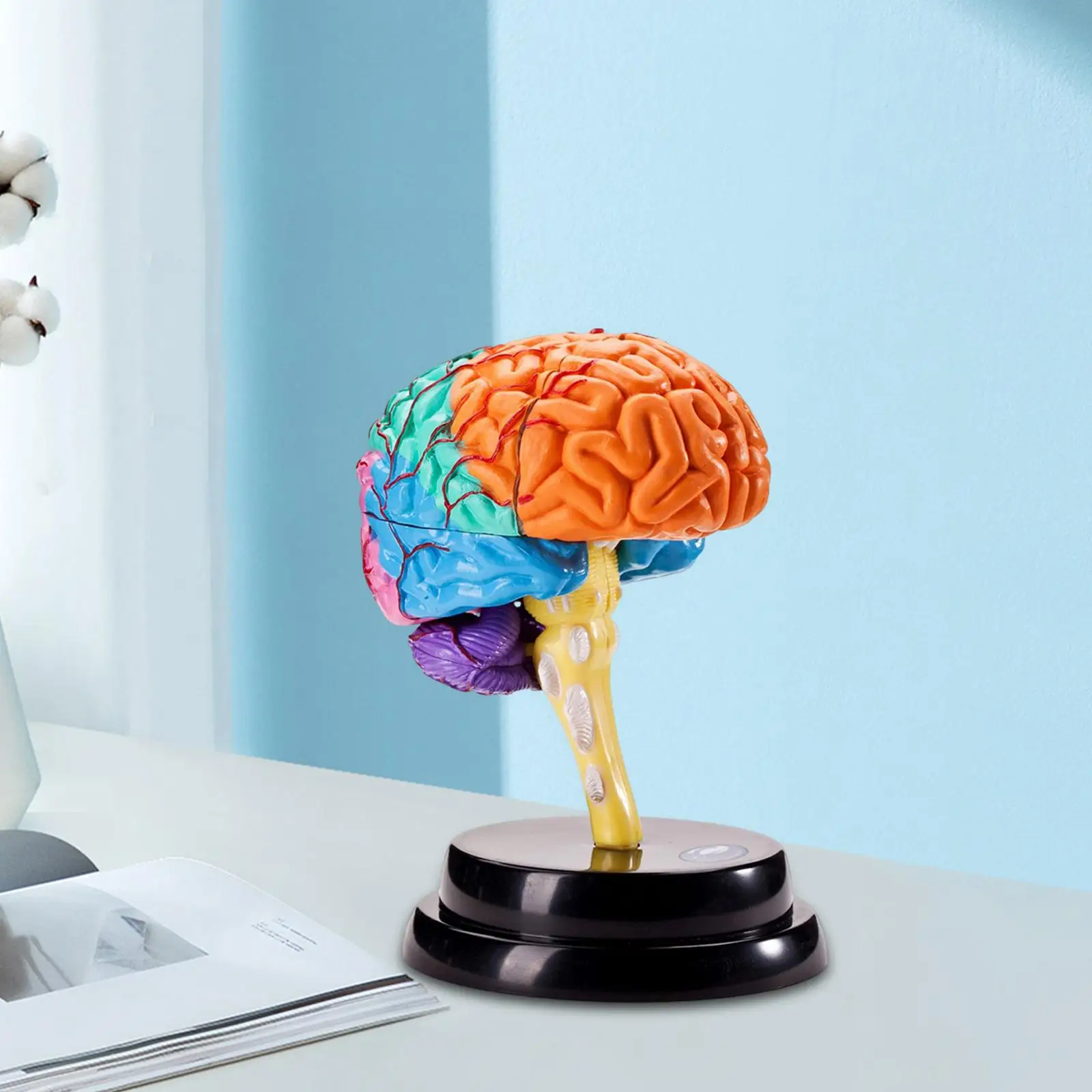 Brain model. Анатомическая модель "мозг на платформе". Моделирование мозга. Макет мозга.