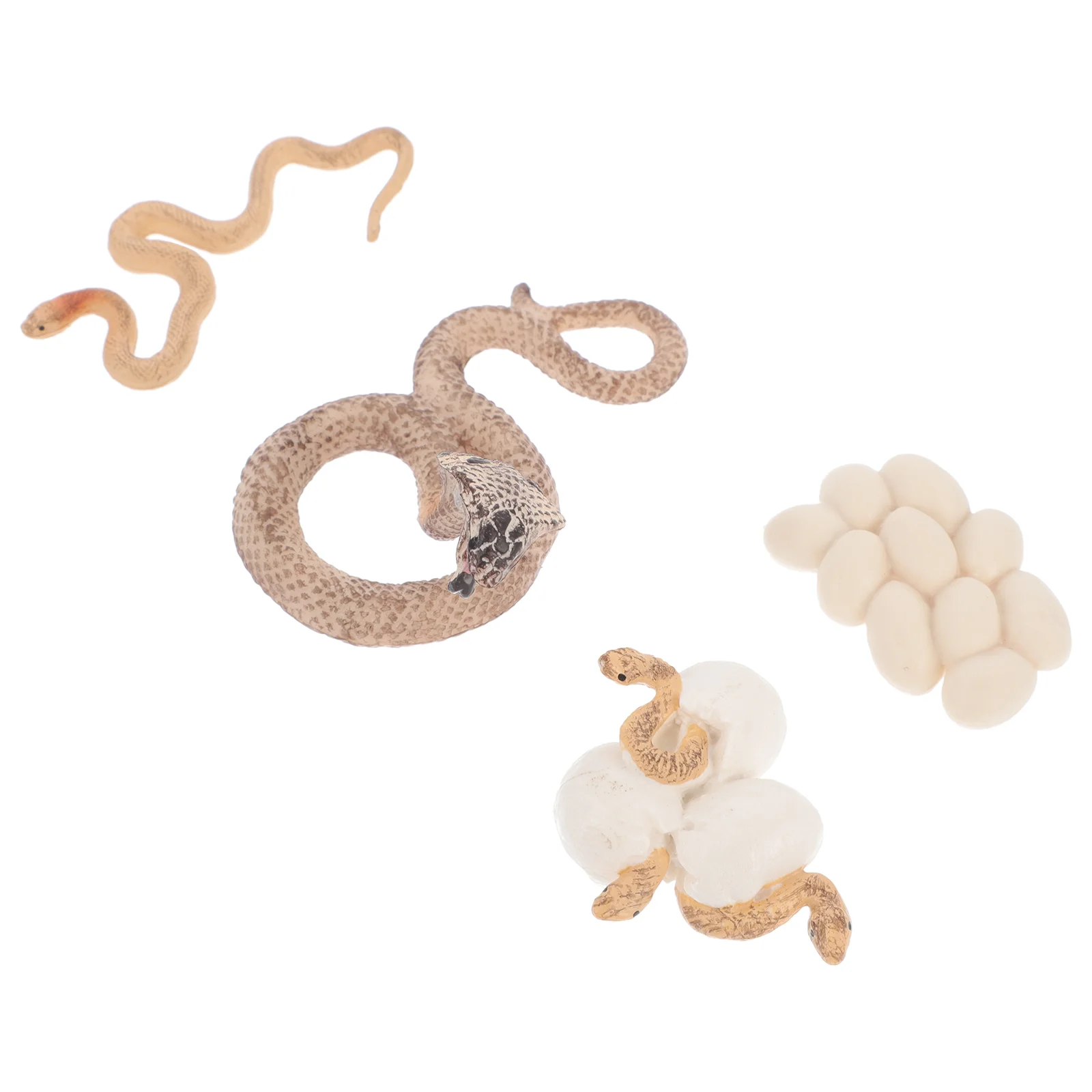 

Growth Cycle Model Bee Toy Display Models Animal Plastic Educational Supplies Simulation Ornaments