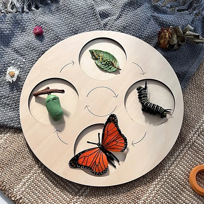 New Butterfly Life Cycle Board Set Lifestyle Stages Kids Teaching Tools Animal Growth Educational Toys
