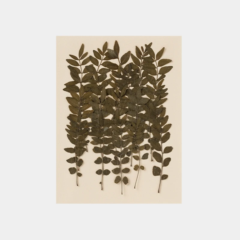 

“Lindera Leaves” Natural Dried Flowers Plants 15pcs/bag for DIY Candle Making Jewelry Making Crafts Wedding cards Accessories