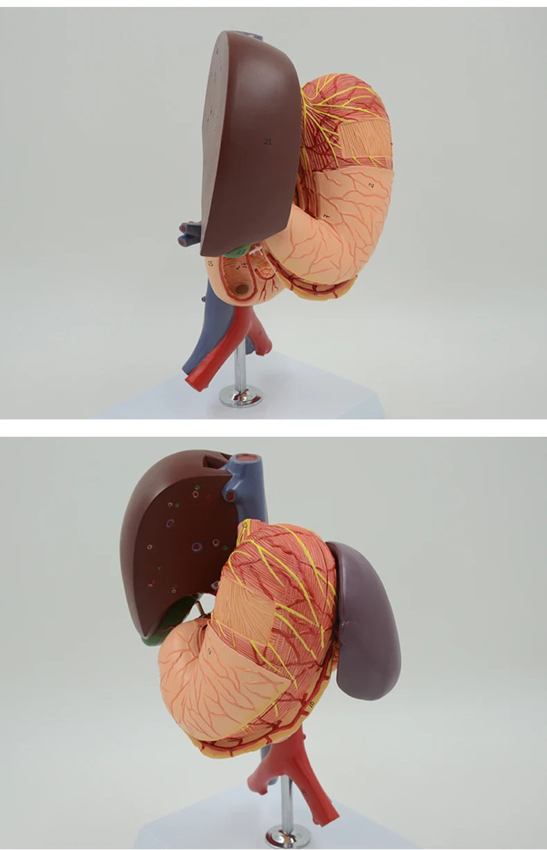 Желудочный панкреа стебель желчного пузыря Duodenum и анатомическая модель печени