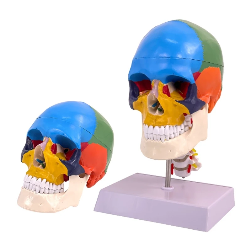 

Красочная модель в натуральную величину, искусственный человеческий череп, разборная шапочка с черепом, шейный позвоночник E65C