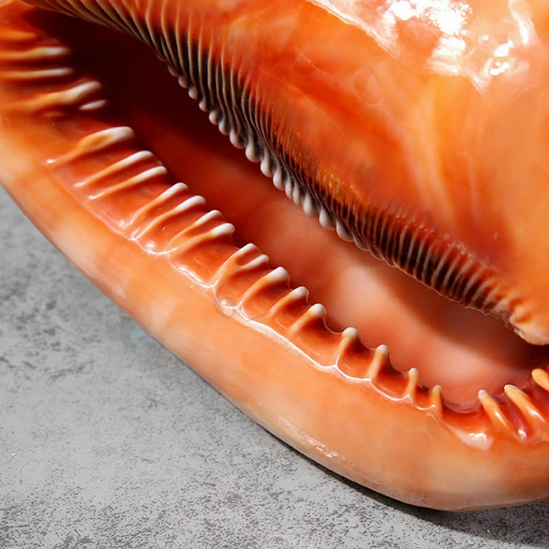 Натуральный горшок быка шлем ракушка Коралловая морская улитка Аквариум