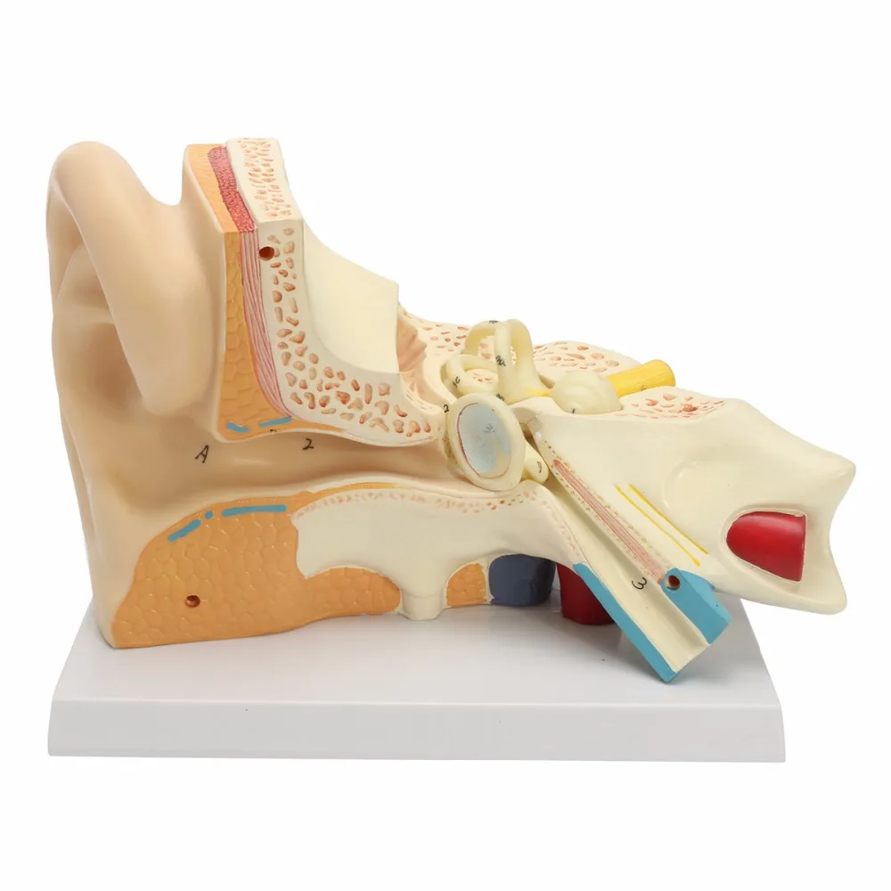 Human Ear Anatomical Anatomy 5 Times Enlarged Teaching Model