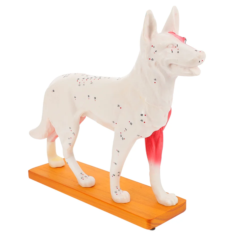 

Dog Acupoint Model Canine Acupuncture School Teaching Tool Body Chinese Medicine Training Anatomical Animal Tools Veterinary