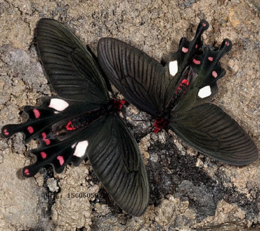 Настоящие образцы бабочек Byasa Alcinous Crafts декоративная живопись популярная научная