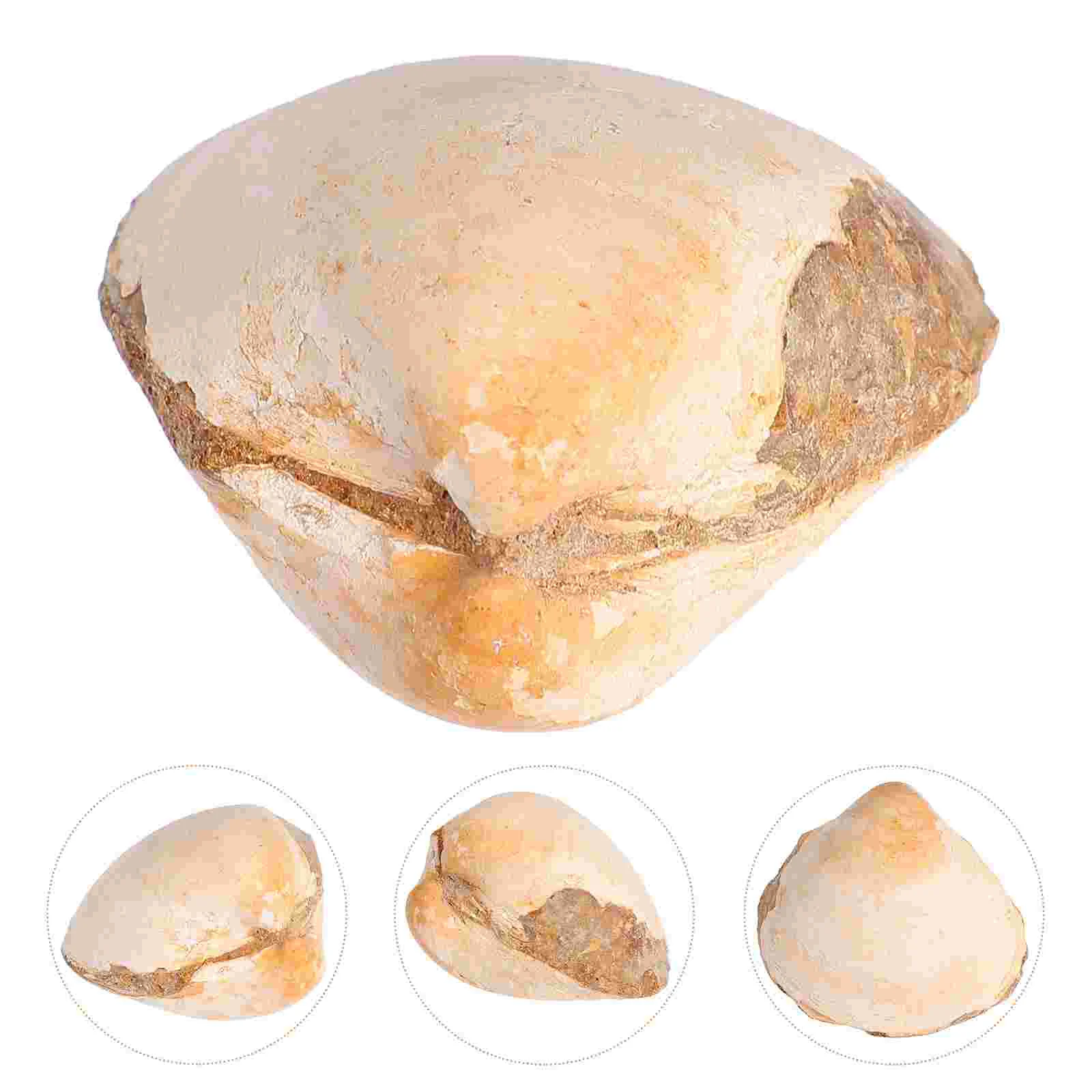 Bivalve Clam Palaeo-ocean Палеонтология Настольный орнамент Украшение Водный стол Игрушка