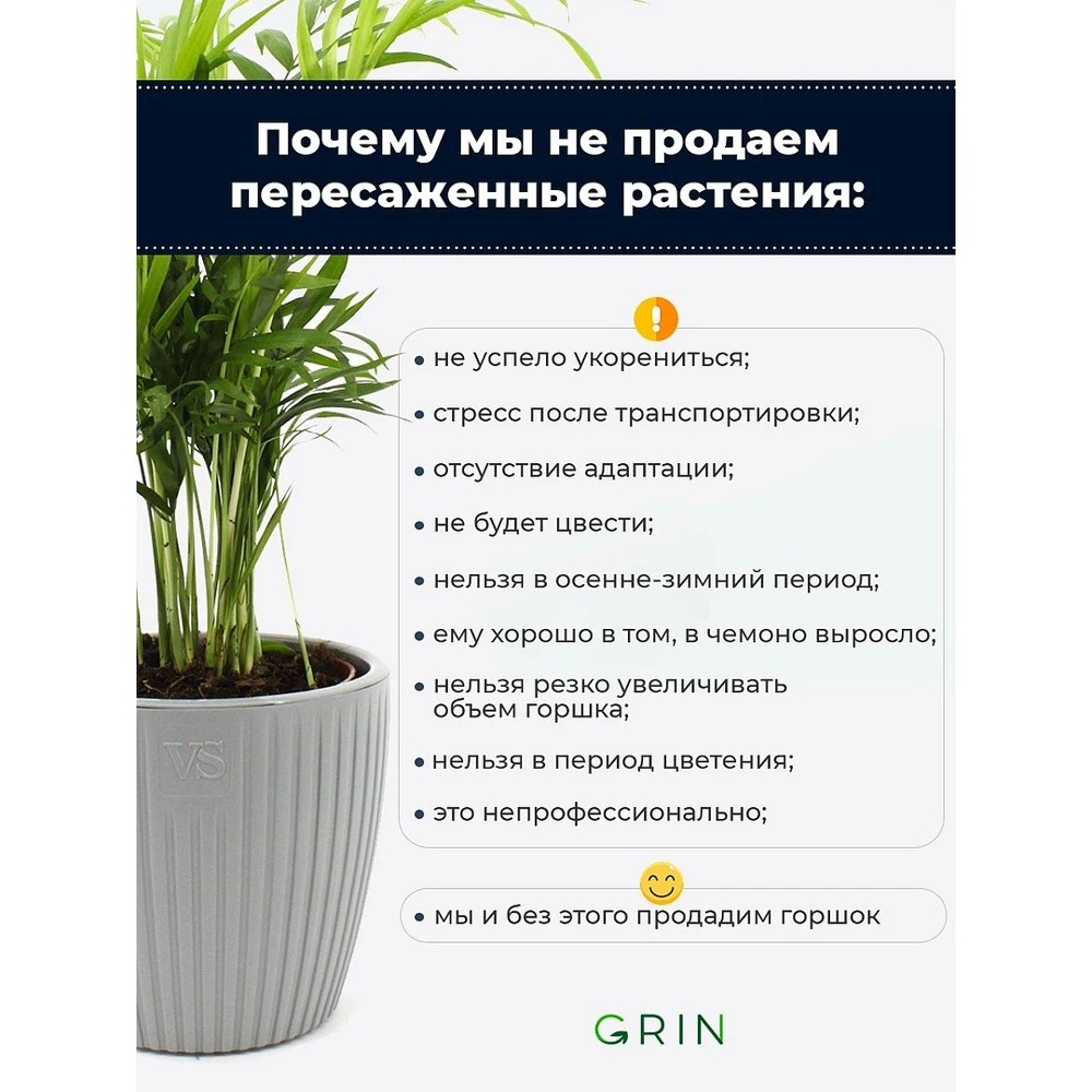 Монстера адансони в пластиковом кашпо с дренажной системой полива Эви VipSet 1 5л