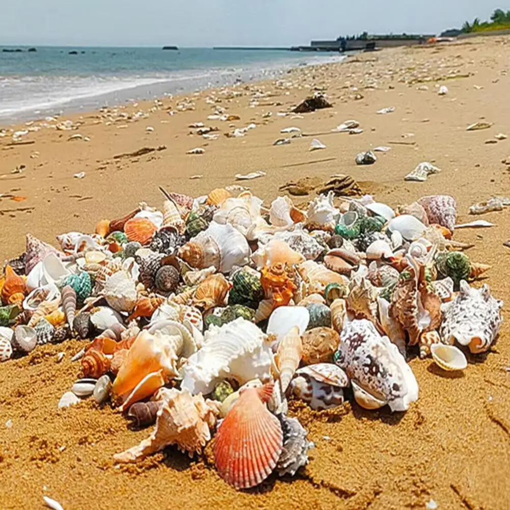 Натуральный орнамент в виде раковины набор натуральных ракушек ассортименте для