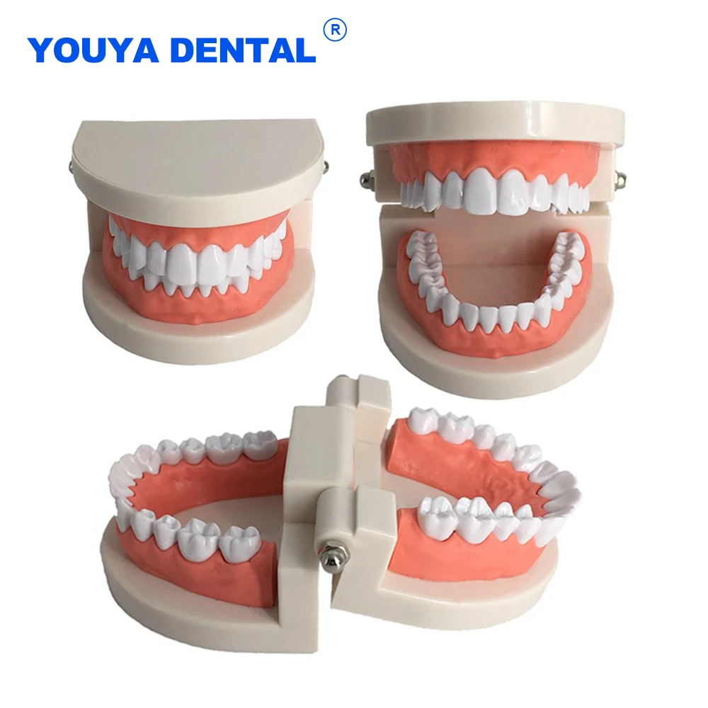 

Dental Standard Teeth Model Teaching Study Demonstration Tool Model Dentist student Model for Teaching Equipment Tool