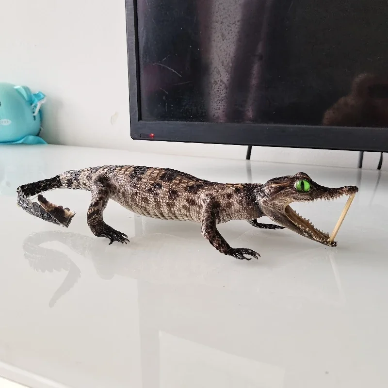 2199 оригинальный образец крокодила для ползания индивидуальный Готический
