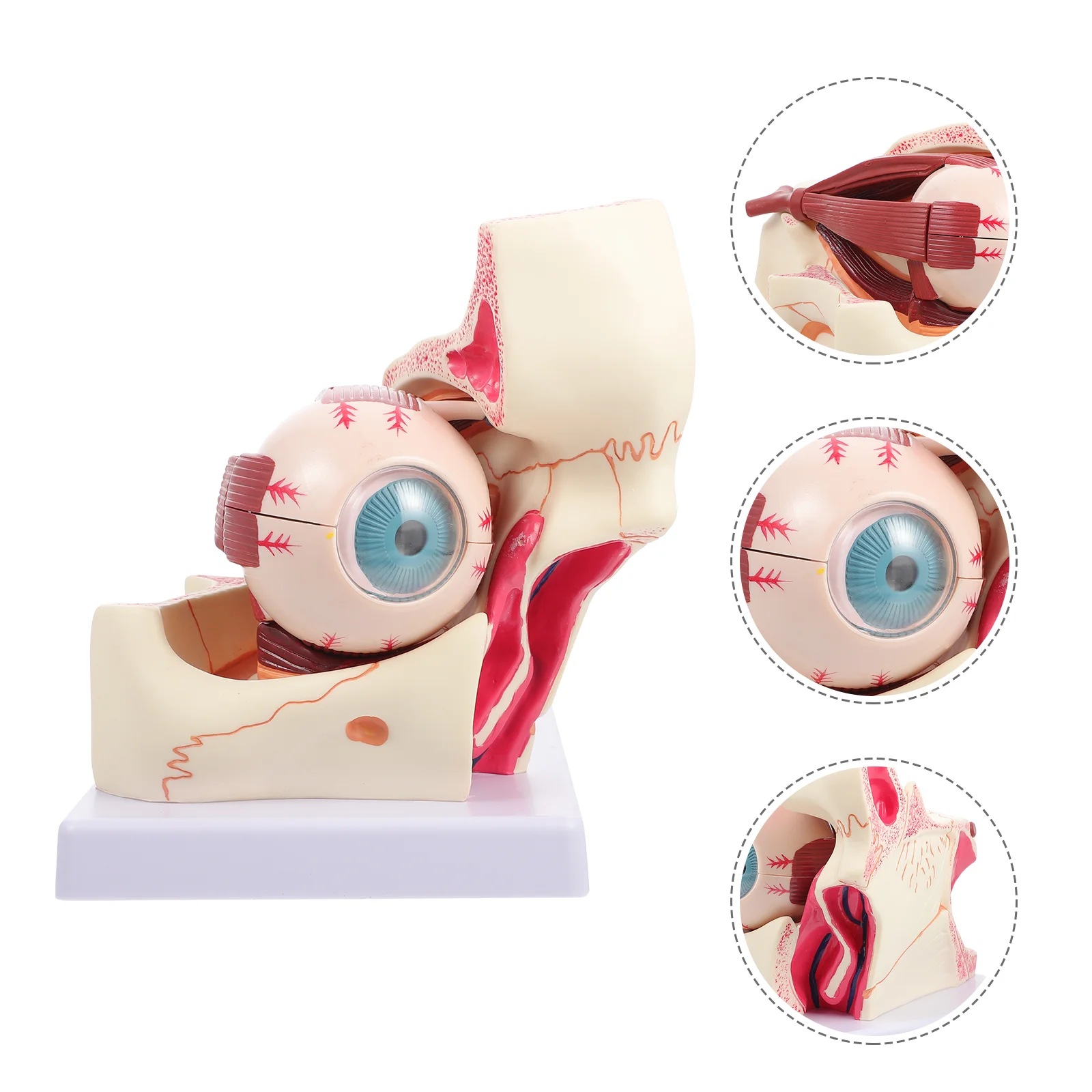 

Модель для глаз медицинский патологический обучающий манекен для анатомии глазного яблока увеличенный человеческий анатомический аппарат из ПВХ модели роговицы