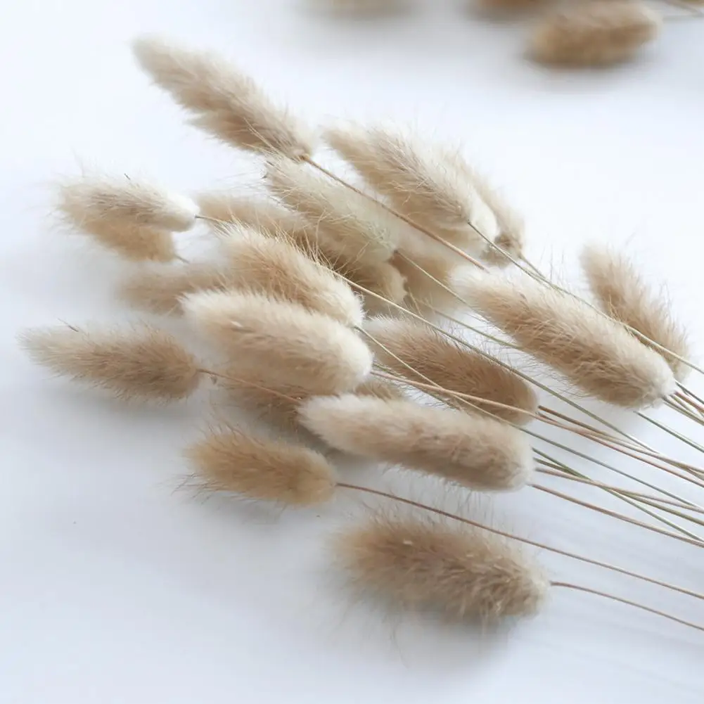 

Natural Rabbit Tail Grass Bunny Tails Dried Flowers Bunch Bouquet Natural Dried Flowers Party Ceremony Wedding Home Decoration
