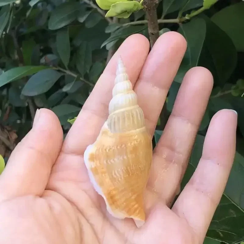 10 шт. Golden Ax Snail Natural Conch Shell Creative Handmade Diy Drift Bottle Fish Tank реквизит для свадебной