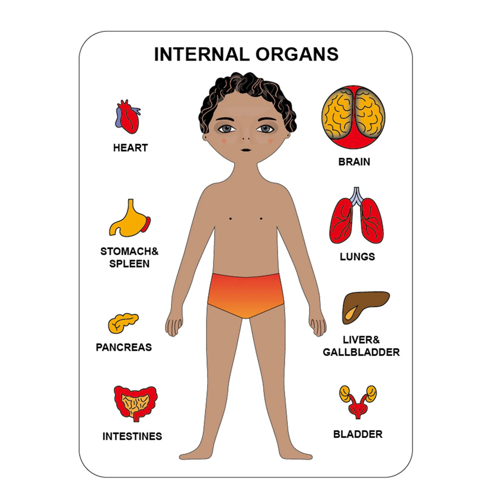 

Body Puzzles For Kids Wooden Educational Puzzles Girls Anatomy Play Set Ages 3-6 Learning Body Parts Skeleton Organs Gift Toys