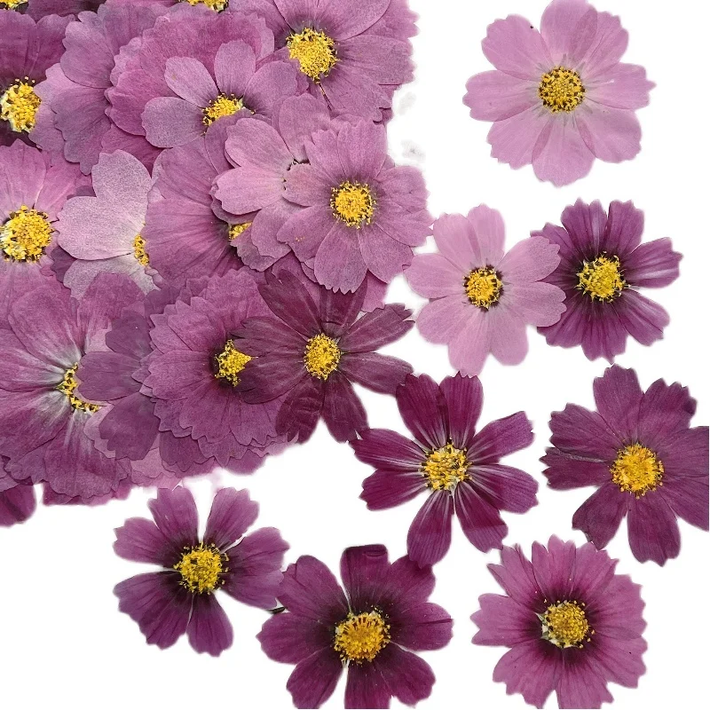 

2022 New Natural True Purple Cosmos Framed Pressed Flower For DIY Handicraft Bookmark 80Pcs