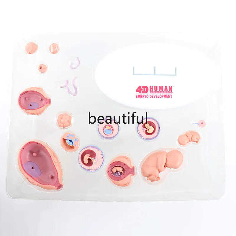 21 шт. Детский развивающий орган эмбиро