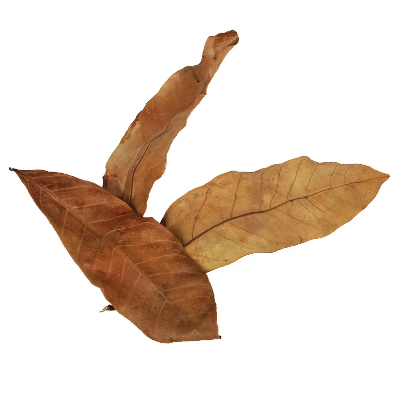 

500pcs Natural Dimocarpus Longan Leaves Dwarf Frog Tortois Turtle Leaf Litter for Boosting Microfauna Regulates Humidity Inside