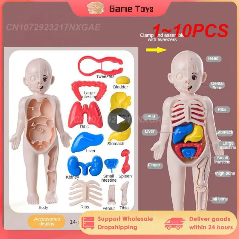 

Набор из 14 предметов, 1-10 шт., Детская модель человеческого тела для раннего развития