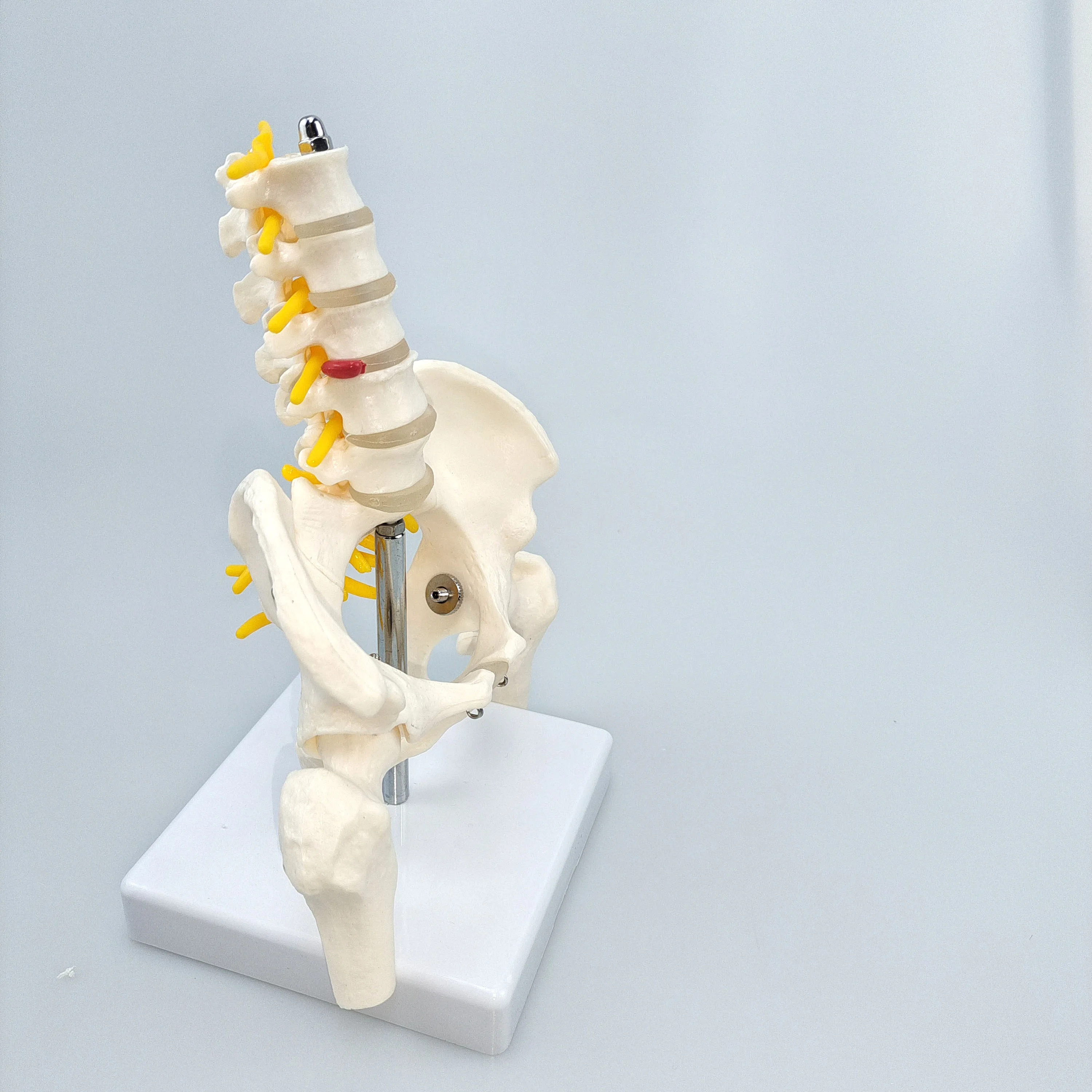 Simulation of 5 lumbar vertebrae with pelvis and broken leg bone nerve 24*20*30CM medical student learning utensils exhibition