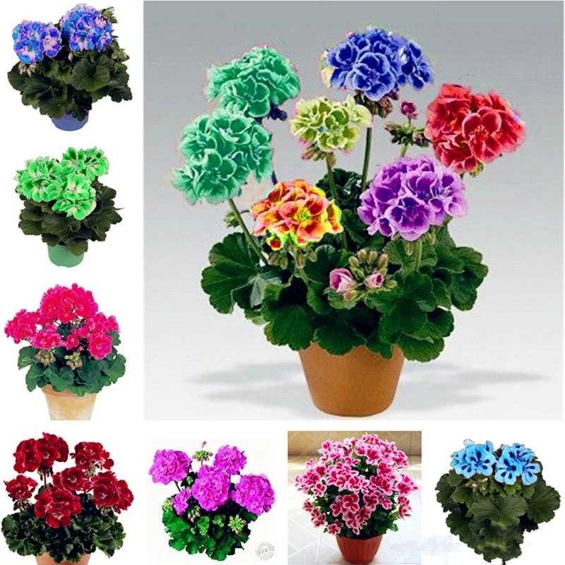 

100Pcs/LOT Colorful Geranium Flower Bathroom Cabinet Nature Fragrant Variegated Geranium Wood Furniture J1Y-V