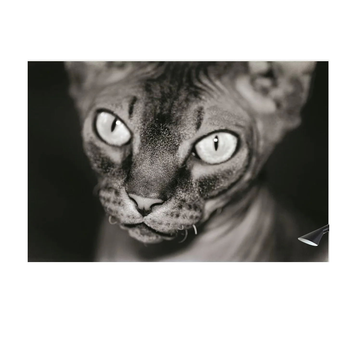 

Black background kitten painting hanging flag, interior decoration painting, 600d4 buckle 100 * 150cm