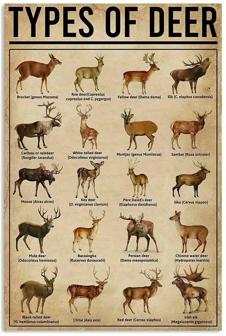 

Types of Deer Vintage Novelty Funny Home Gift Bathroom Bar Man Cave Bedroom Parlor Restaurant Cafe Store Garage Club Retro Anima