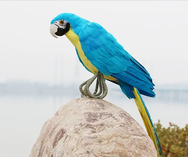 lovely blue&yellow parrot model foam&furs real life parrot bird model gift about 48cm d0223