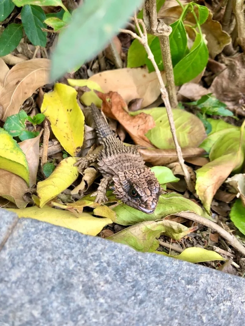 Фото Baidai Armadillo Girdled Lizard Gecko Бородатый Драго Рептилия Леопардовый узор Имитация биологического животного Фигурка Модель игрушки №2