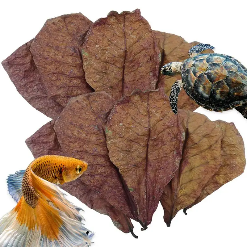

Terminalia Catappa Leaves Betta Shrimp Leaves PH Balance Water Conditioner For Aquarium Turtles Shrimps Catfish Habitat