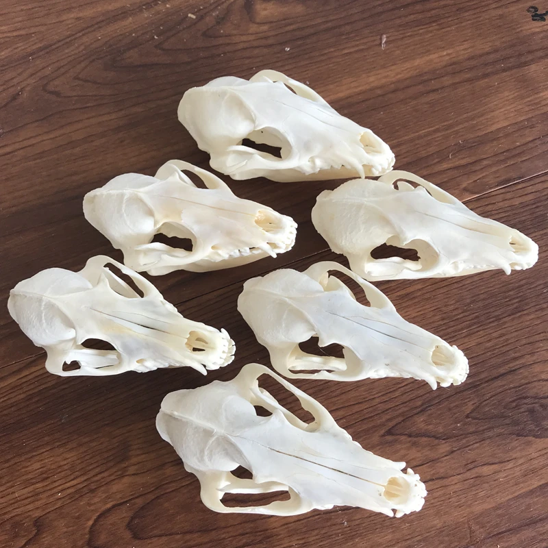 

Енот череп таксидерми