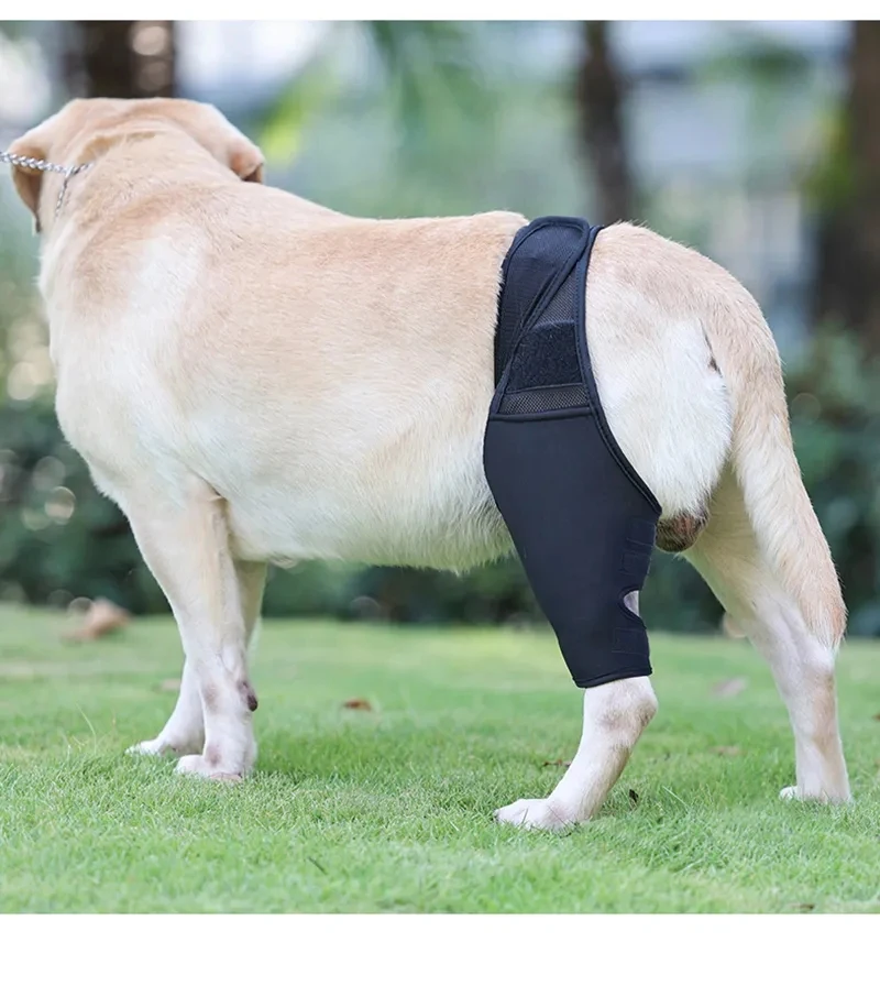 

Pet Injury Specific Knee Protection Strap To Prevent Licking And Help Restore The Strap