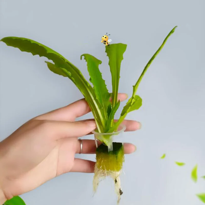 20 шт. беспочвенные семечки для выращивания растений лоток сетка сетчатая чашка