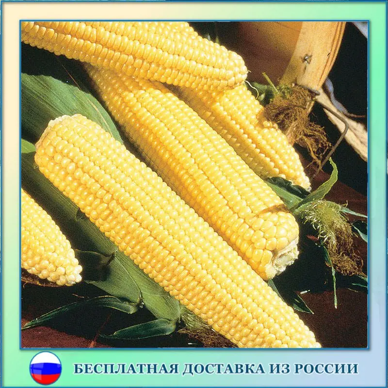 Купить Семена Сахарной Кукурузы В Краснодарском Крае