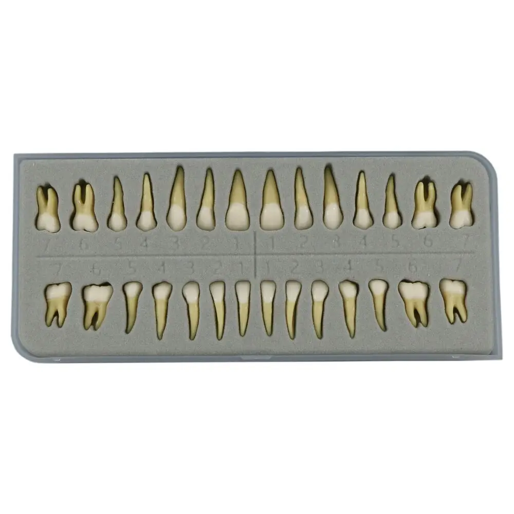 Dental 1:1 Permanent Teeth Demonstration Teach Study Model with 28Pcs Tooth