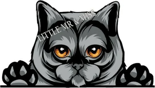 

For BRITISH SHORTHAIR CAT Breed Peeking Colour Window Wall Mug Sticker w/proof
