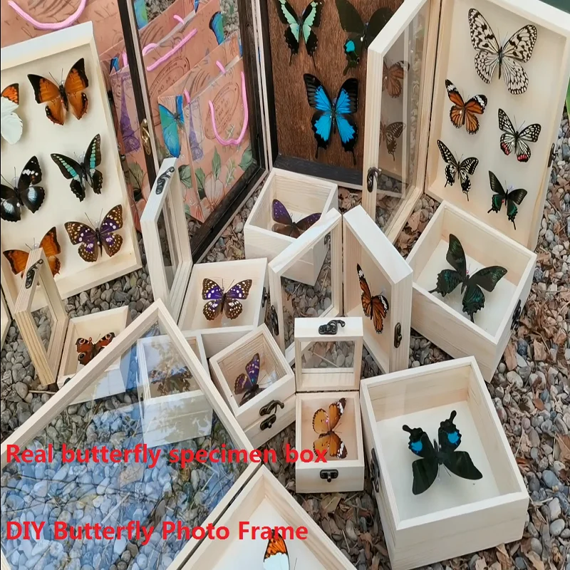 

Butterfly specimen real butterfly photography props specimen box solid wood specimen box gift teaching supplies home decore