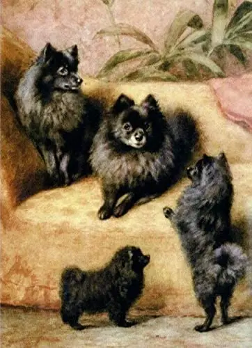 

English Black Pomeranian Great Tin Sign Aluminum Metal Sign Tin Sign Metal Sign 12x16inch