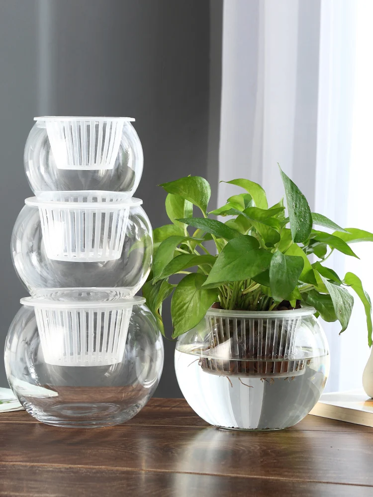 Creative Water Planting Bottle Plant Transparent Glass Vase Container Green Dill Flowerpot Fish Flower Co-Cultivation Pot